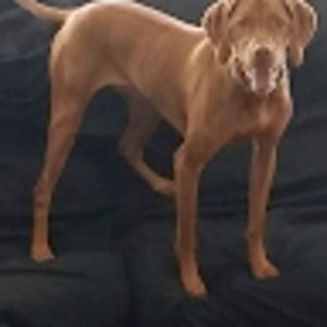 Meet your Posher, Chandler